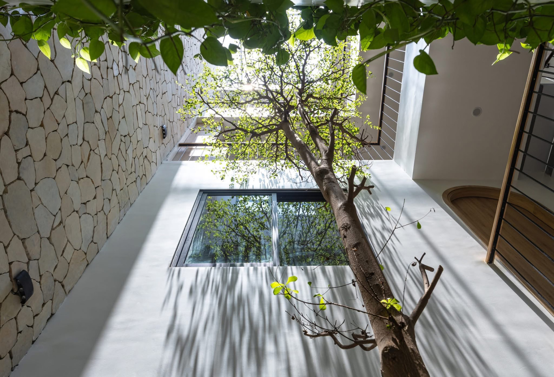 Looking up the courtyard tree towards the skylight